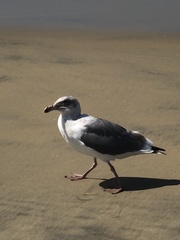 Larus occidentalis