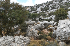 Drimia numidica