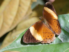 Cirrochroa orissa