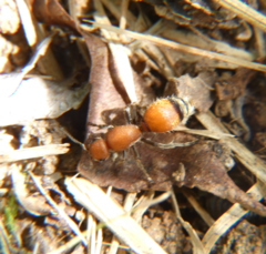 Dasymutilla nigripes