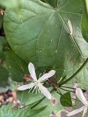 Clematis flammula