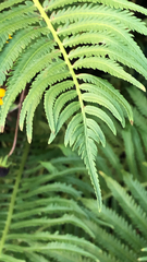 Matteuccia struthiopteris