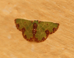 Synchlora xysteraria