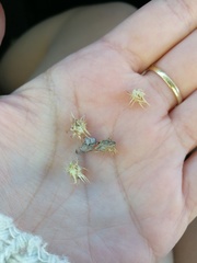 Cenchrus tribuloides