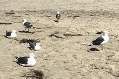Larus occidentalis