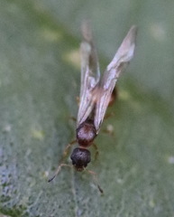 Myrmica ruginodis