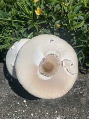 Chlorophyllum molybdites image