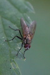 Hydrophoria lancifer