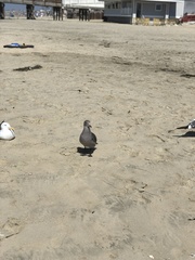 Larus heermanni