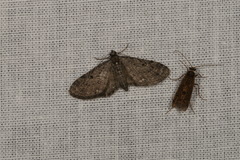 Eupithecia virgaureata