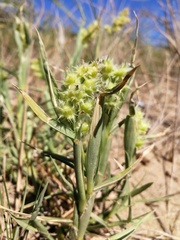 Cenchrus tribuloides