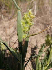 Cenchrus tribuloides