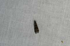 Mystacides longicornis