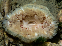 Urticina felina
