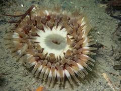 Urticina felina