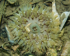 Urticina felina