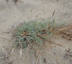 Corynephorus canescens