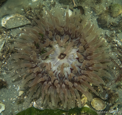 Urticina felina