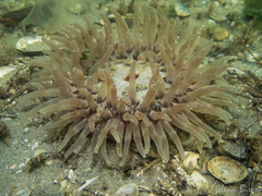 Urticina felina