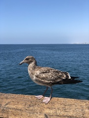 Larus occidentalis