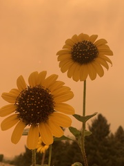 Helianthus