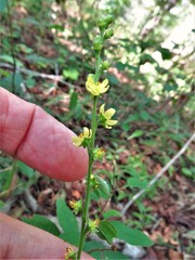 Agrimonia microcarpa