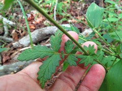Agrimonia microcarpa