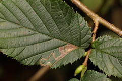 Stigmella ulmivora