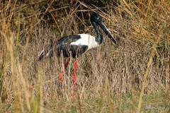 Ephippiorhynchus asiaticus