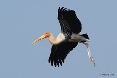 Mycteria leucocephala