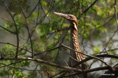 Ixobrychus flavicollis