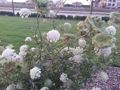 Daucus carota sativus
