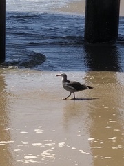 Larus heermanni