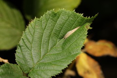 Phyllonorycter tristrigella