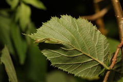 Phyllonorycter tristrigella