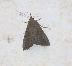 Hypena minualis