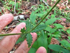 Agrimonia microcarpa