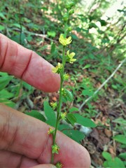 Agrimonia microcarpa