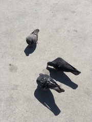 Columba livia domestica