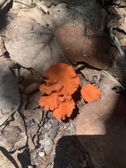 Cantharellus coccolobae