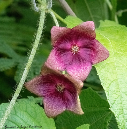Polystemma guatemalense
