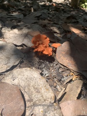 Cantharellus coccolobae