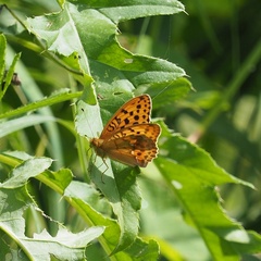 Argynnis laodice