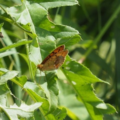 Argynnis laodice
