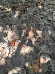 Cantharellus coccolobae