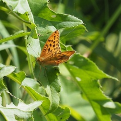 Argynnis laodice