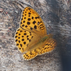 Argynnis laodice