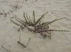 Artemisia campestris maritima