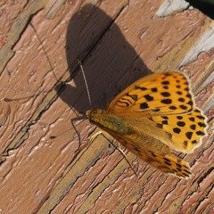 Argynnis laodice