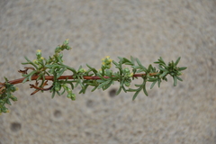 Artemisia campestris maritima